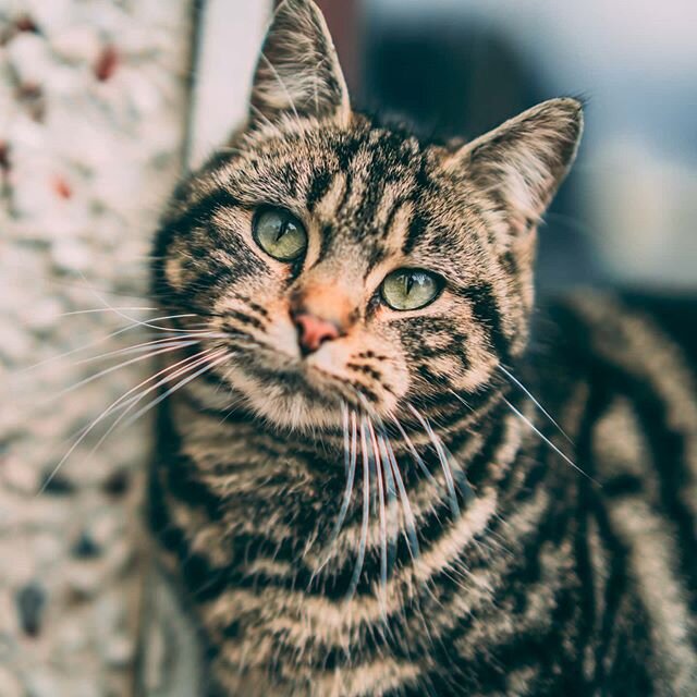 Sandy knows what I did in the Shadows. 
#samyanglensglobal #samyanglens #sgig #igsg #catsofinstagram #cats #catlife #wildcats #animalphotography #farmcat #catstagram