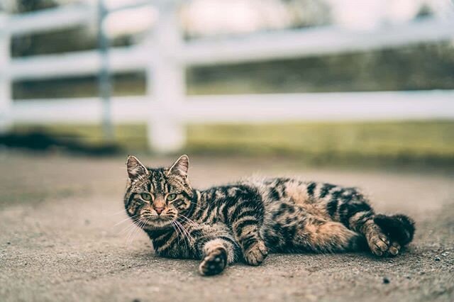 Sandy knows what I did in the Shadows. 
#samyanglensglobal #samyanglens #sgig #igsg #catsofinstagram #cats #catlife #wildcats #animalphotography #farmcat #catstagram