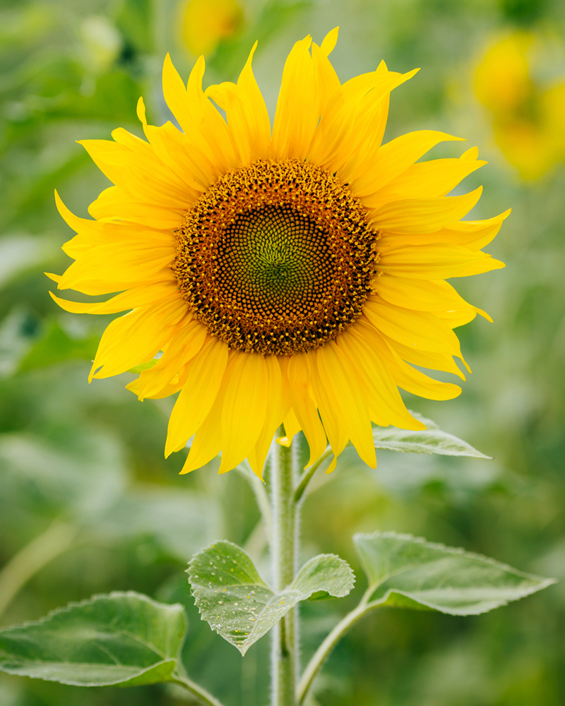 6-11_Meaning-of-Sunflowers_Images.jpg