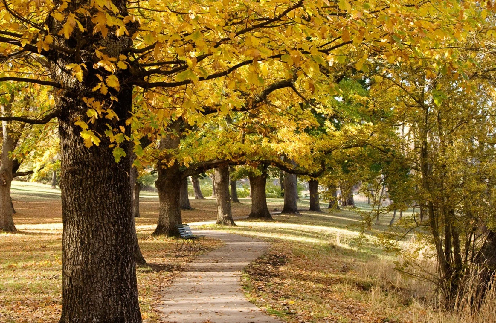 Background leaves.jpg