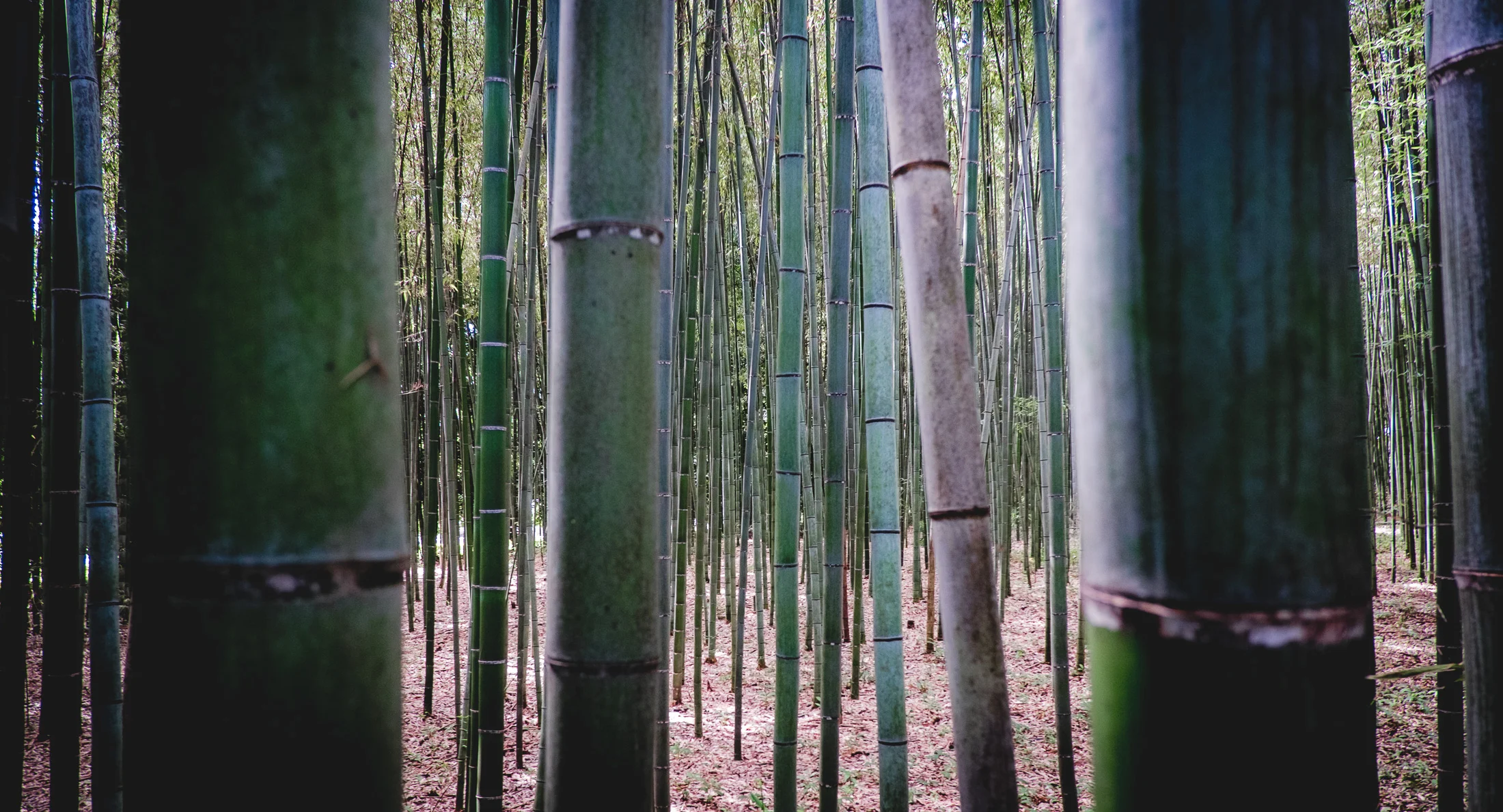 Andrew_Braithwaite_Japan_colour2-5.jpg