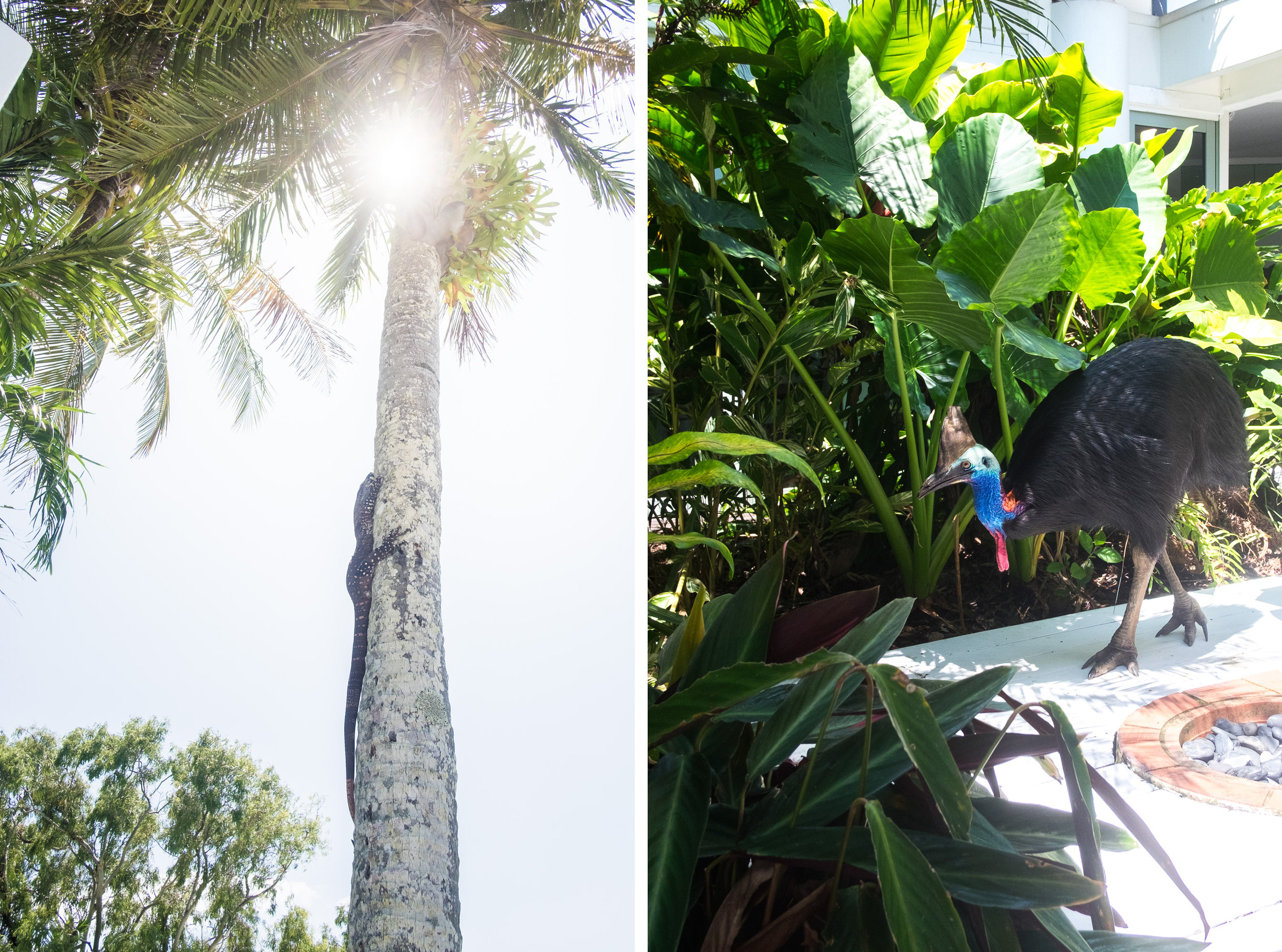 Cassowary and Monitor Lizard at Elandra Resort, Mission Beach