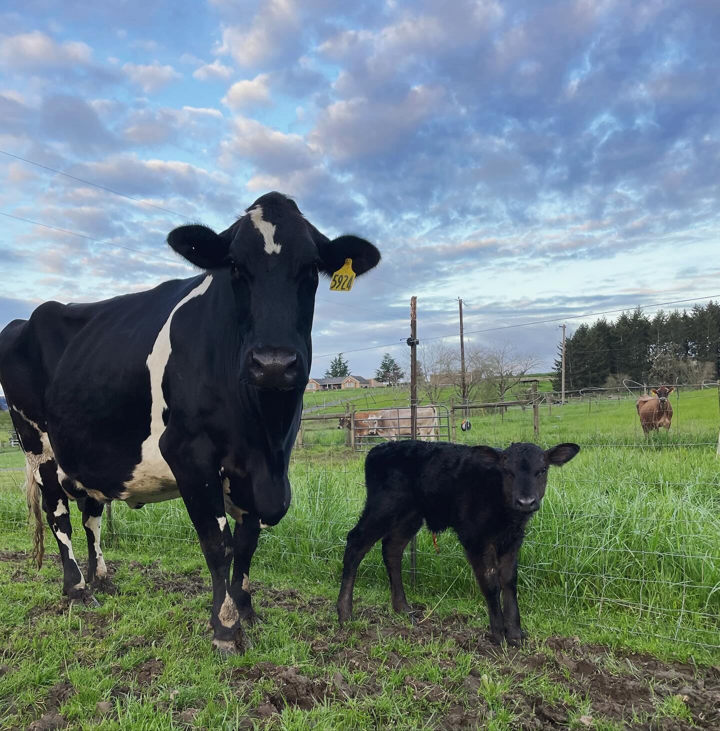 It&rsquo;s a beautiful morning for a beautiful baby! Miss Raya greeted me this morning proudly with a healthy heifer (girl). Mom and baby are doing great while the aunties look on.

 #raya #babycow #babyanimals #springbaby #godspeedhollow