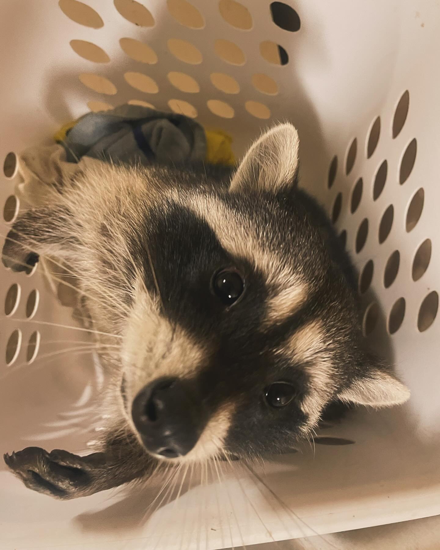 Happy Mother&rsquo;s Day Yeti!

In a hilarious turn of events our resident raccoon who was brought to us by a wild life rescue team and assured us was male, has in fact delivered babies inside our well house this past week. 

While Yeti is quite soci