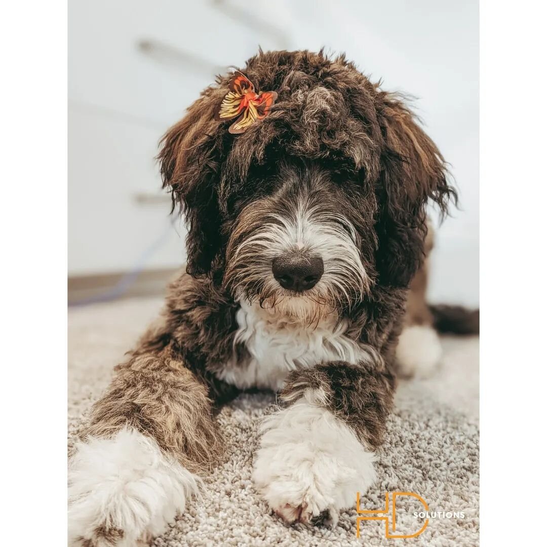 Olive the office dog is making it hard to get anything accomplished this fine Friday afternoon.....

#hdsolutions #electrician #contractor #lowvoltage #commercialconstruction #residentialconstruction #nodaysoff #homebuilder #customhomes #luxuryhome #