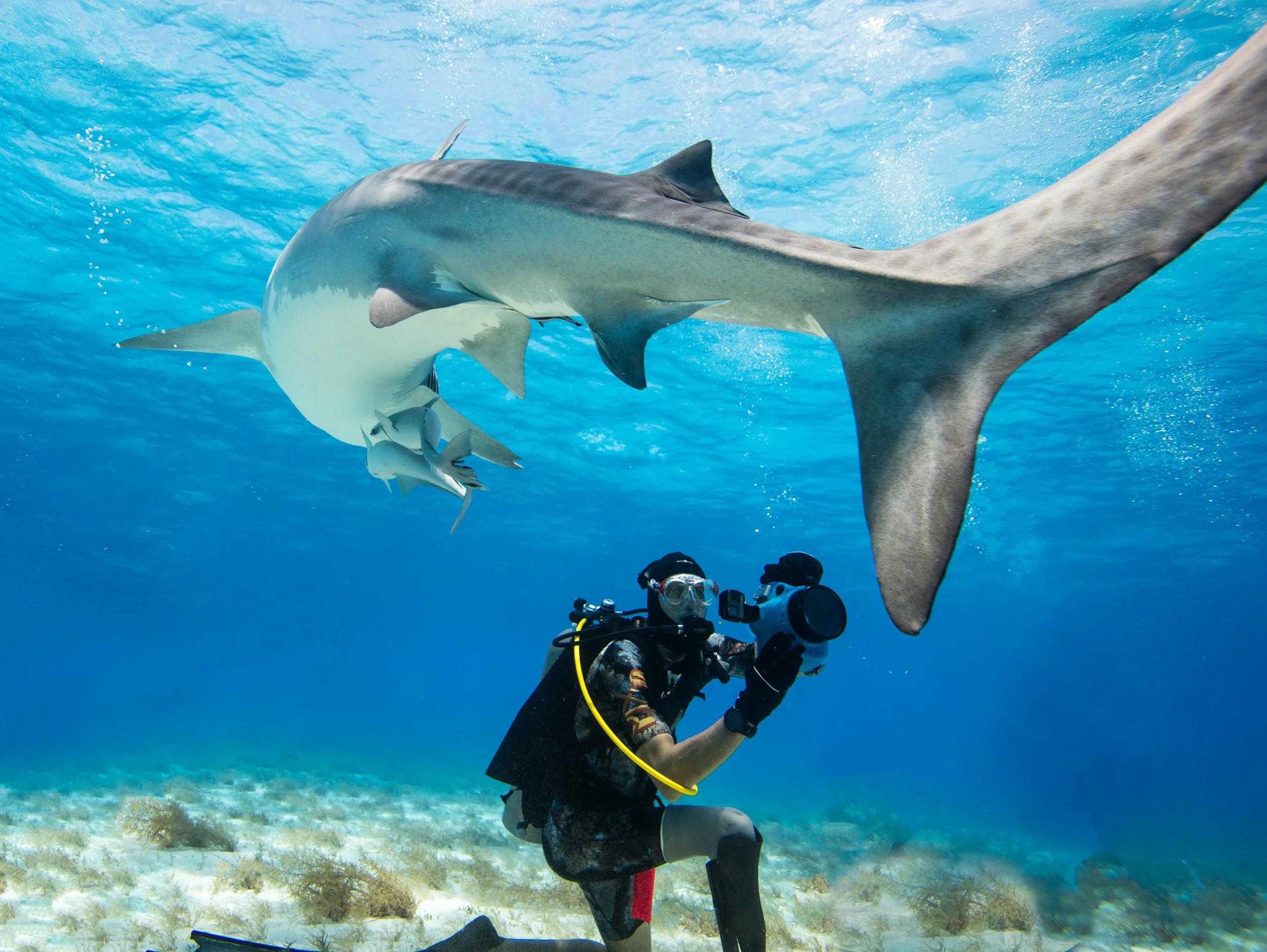 PADI-Bahamas-June-2017-underwater-2946.jpg