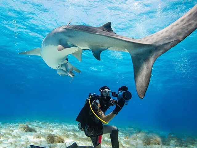 This is still one of my favorite moments I&rsquo;ve gotten to be apart of. &bull;
&bull;
&bull;
&bull;
&bull;
&bull;
&bull;
&bull;
&bull;
&bull;
&bull;
&bull;
@paditv @mikecoots 
#shark #tiger #tigershark #bahamas #tropical #epic #adventure #dive #sc