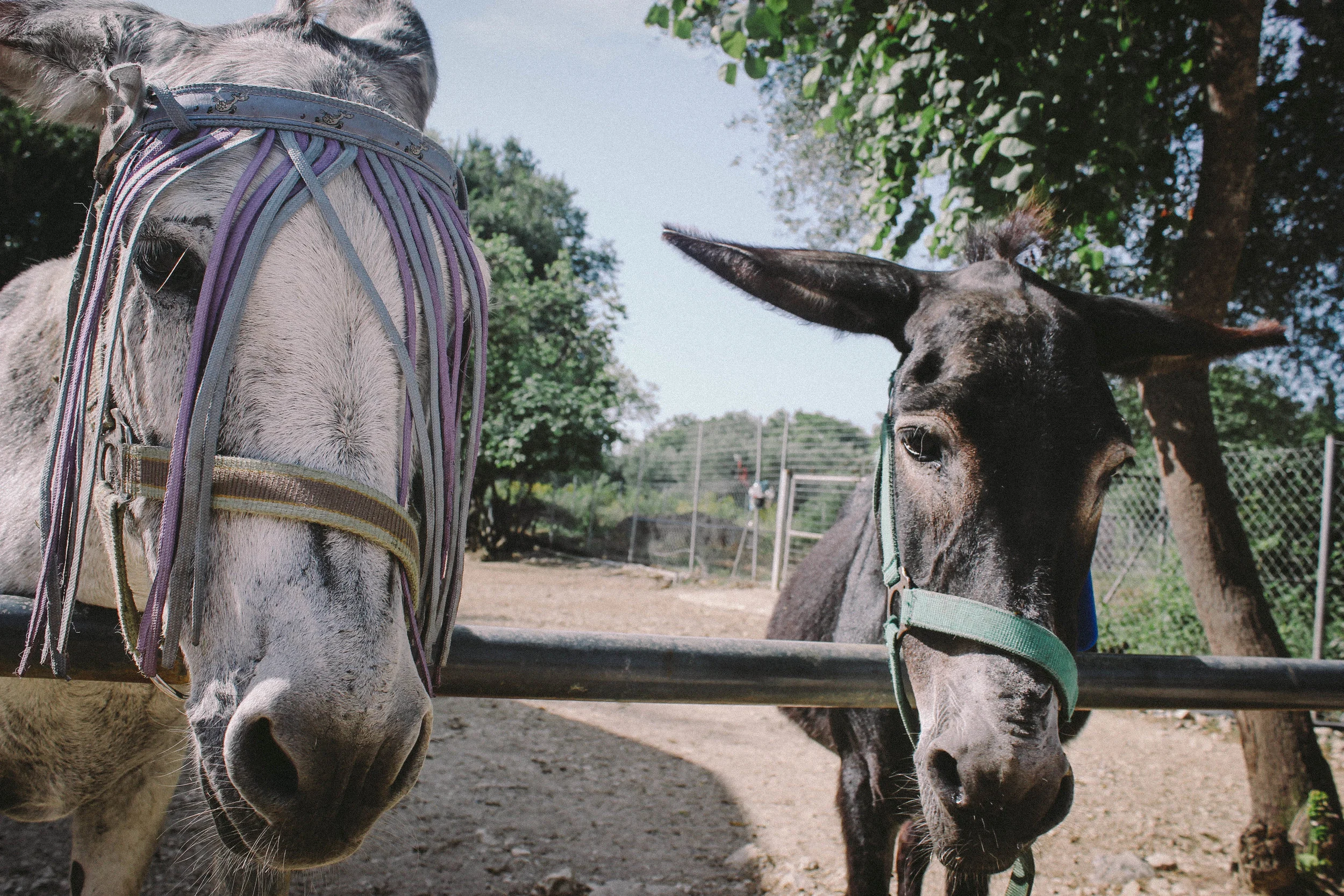nutmeg and pear | the real Corfu: travel guide to unspoilt Greece away from the crowds
