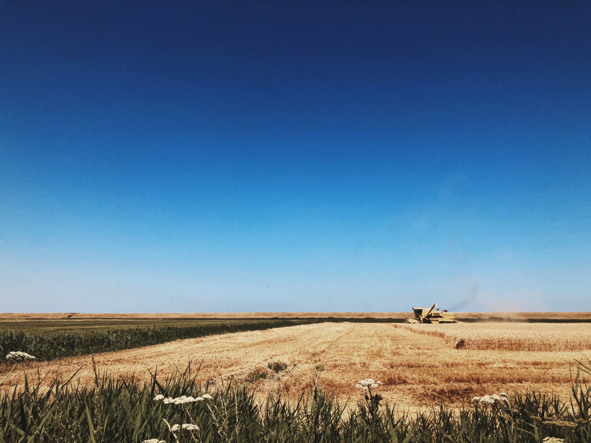 into the summer (the heatwave) | zeeland, south holland