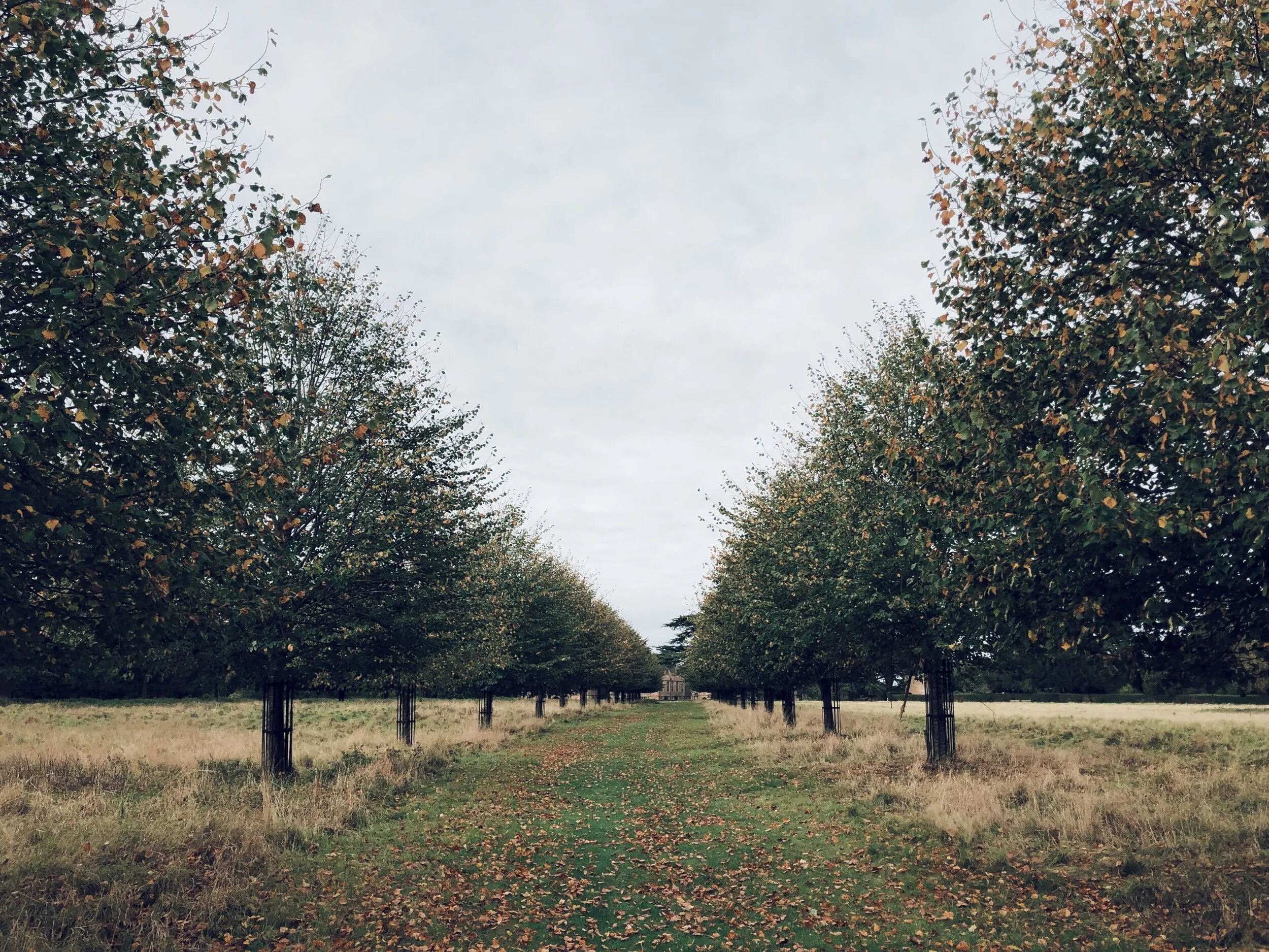 where willows weep | around Warwickshire pt.2 (countryside)