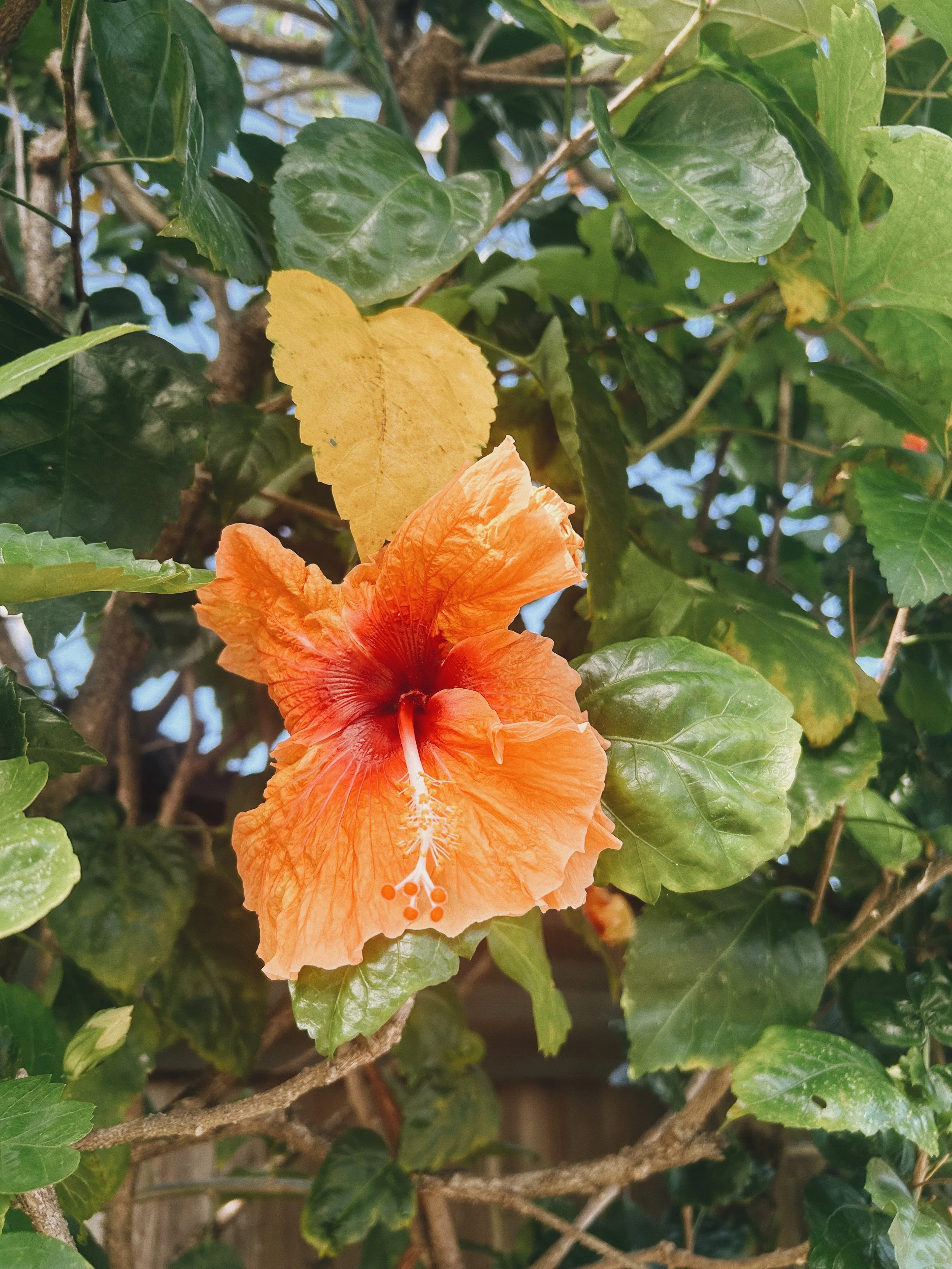 IMG_9899_VSCO 3.JPG