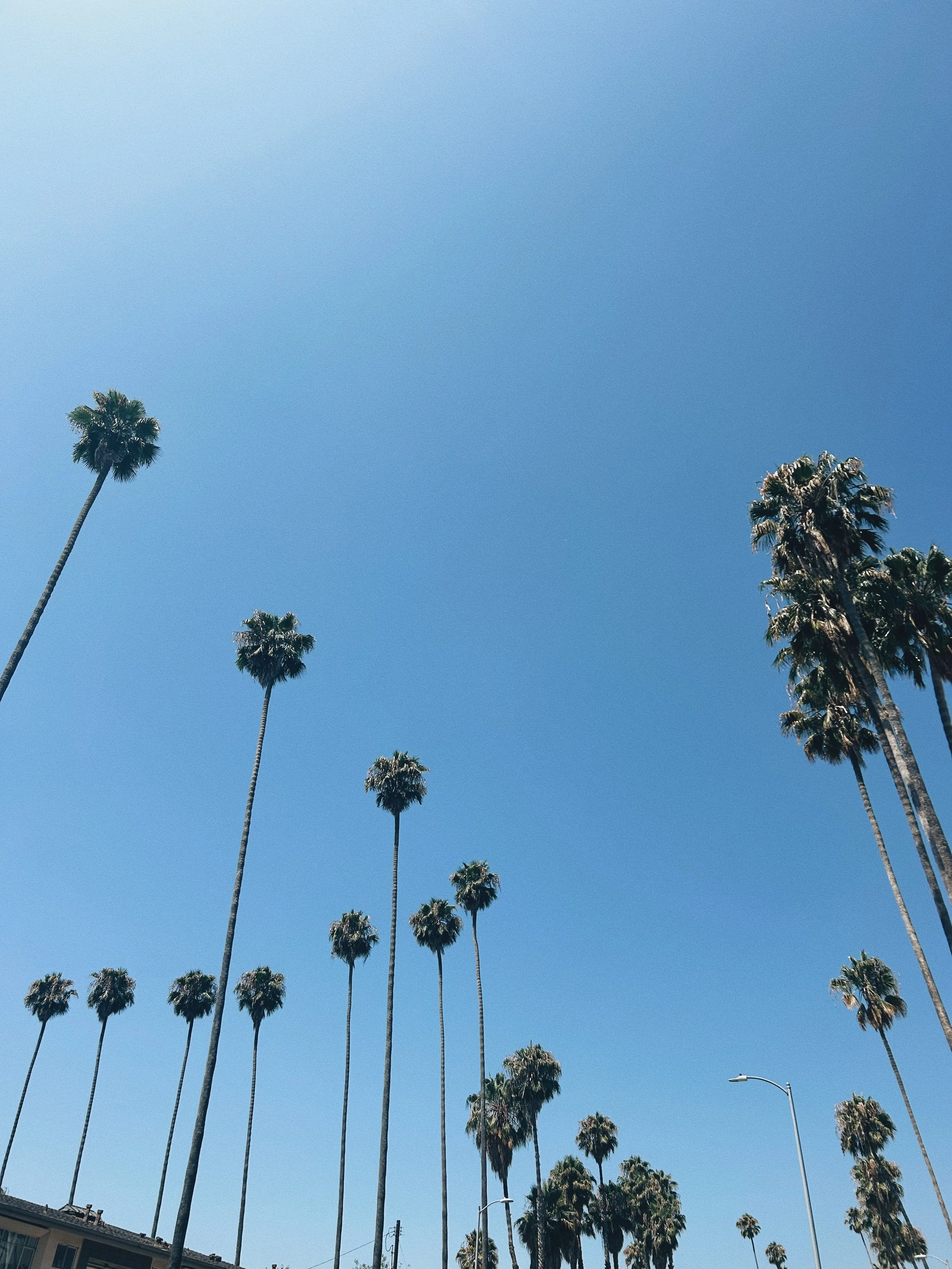 between sagebrush and bougainvillea | Los Angeles