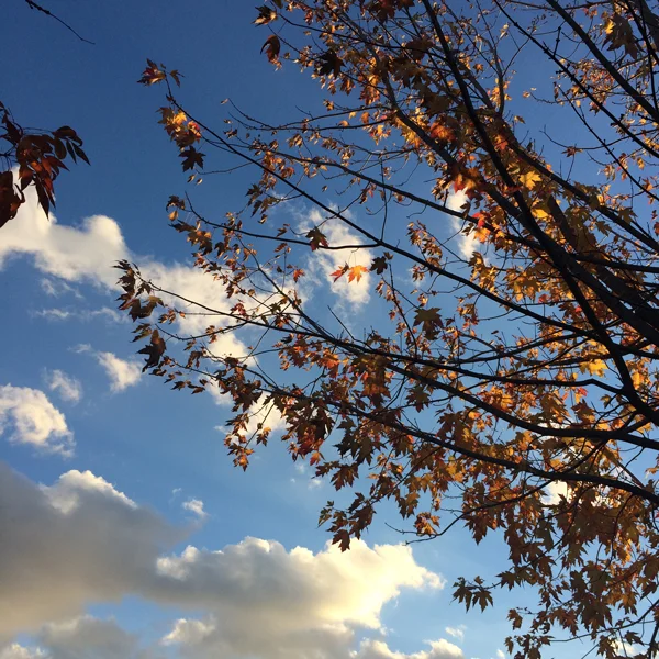 It's the clouds and the leaves on the bright blue. It's home. Credit: Glendon Mellow