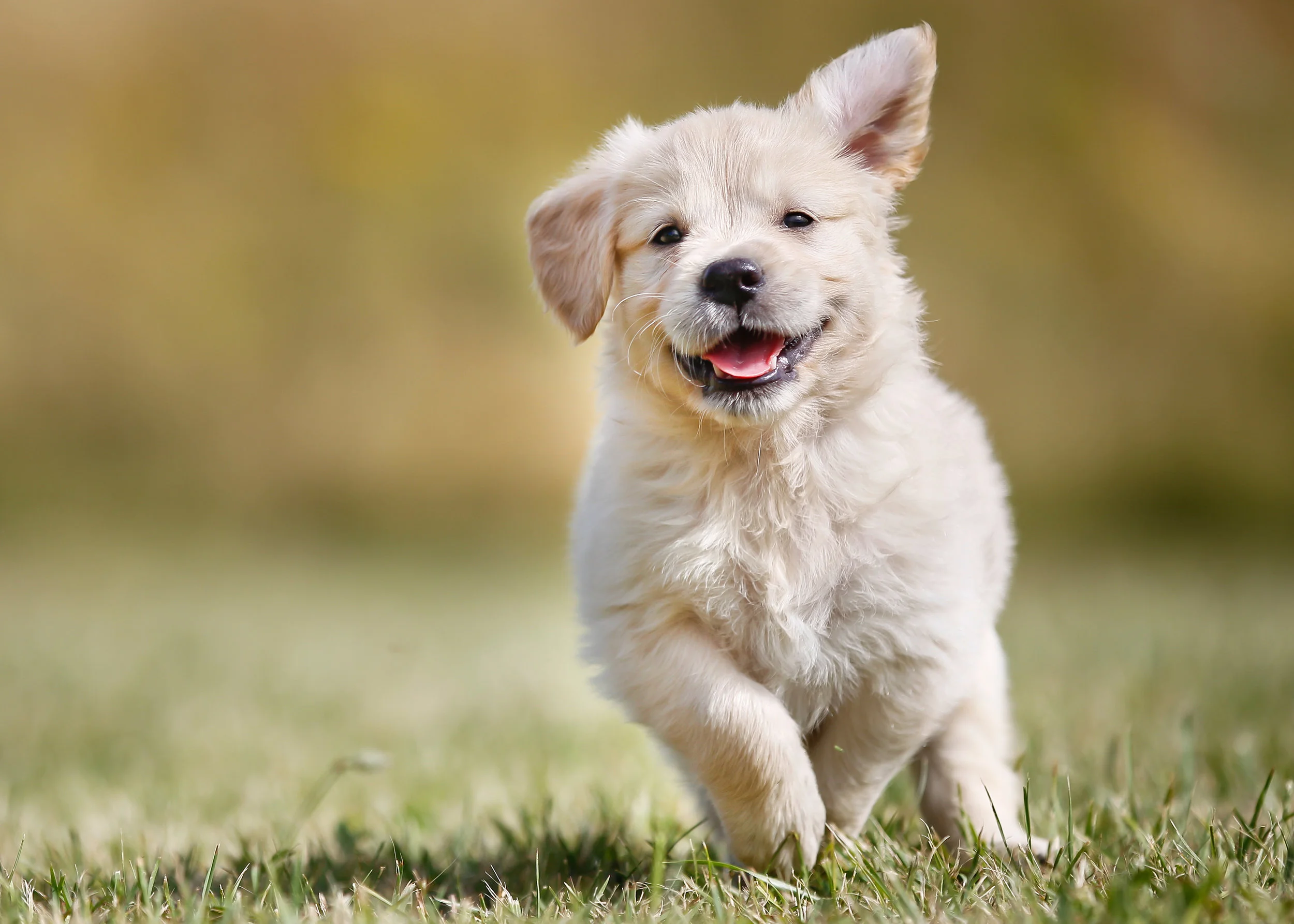bigstock-Playful-Golden-Retriever-Puppy-70628125.jpg