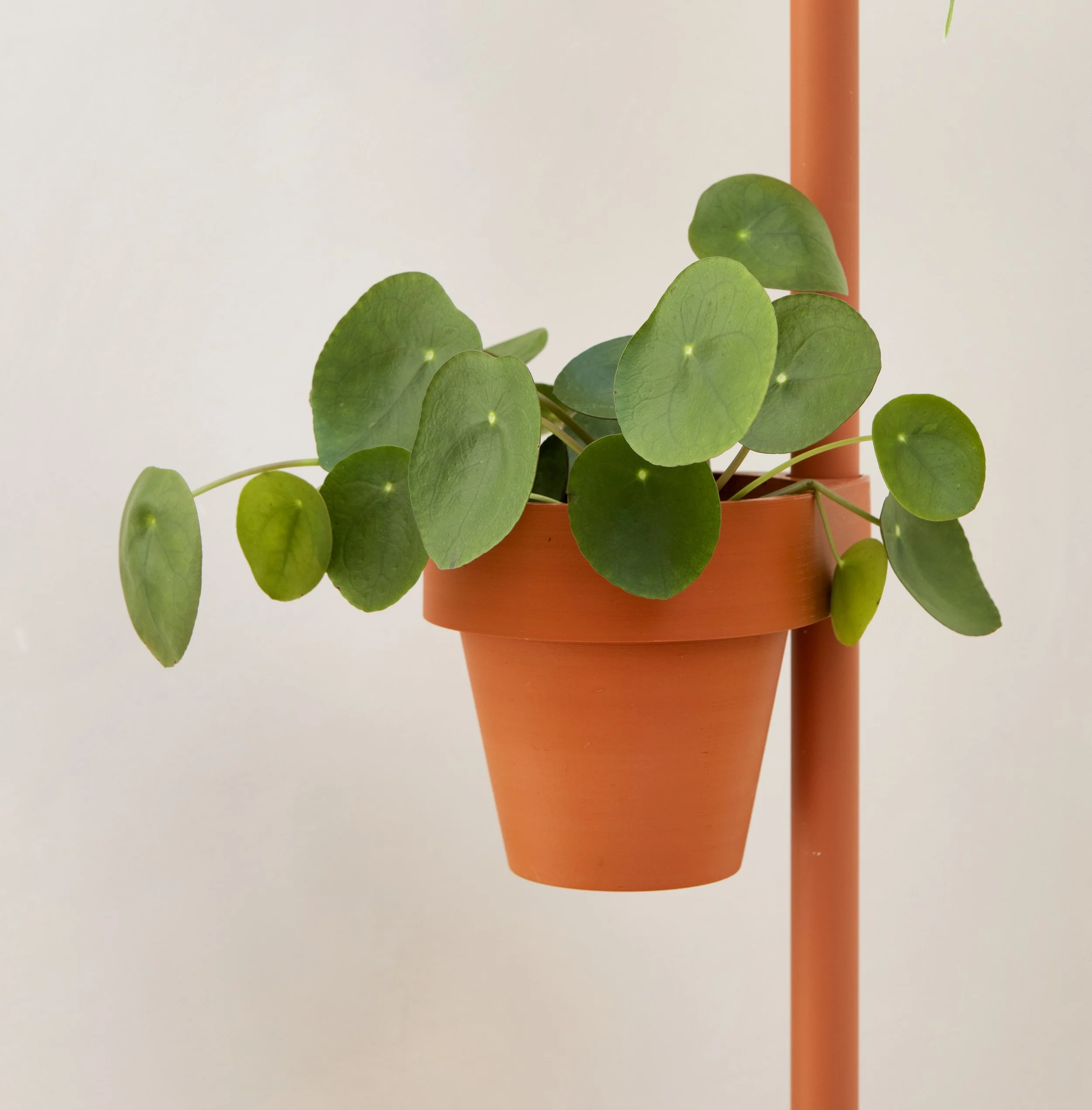 Cascando_Planters_Slide_SQ.jpg