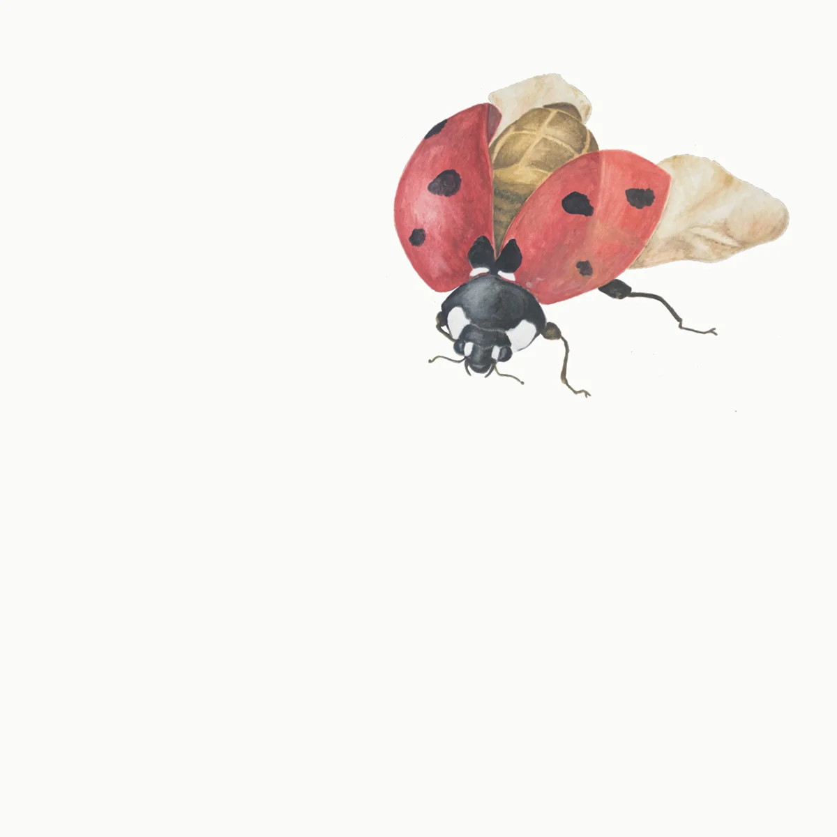 Paper-Roses | Ladybird