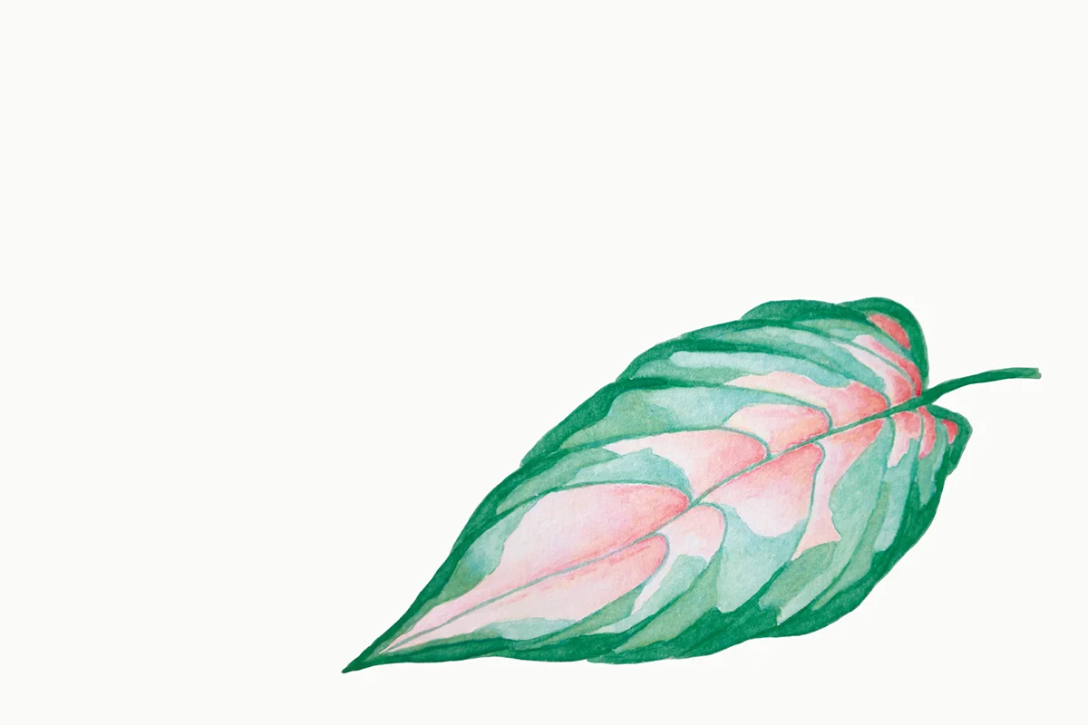 Paper-Roses | Variegated leaf