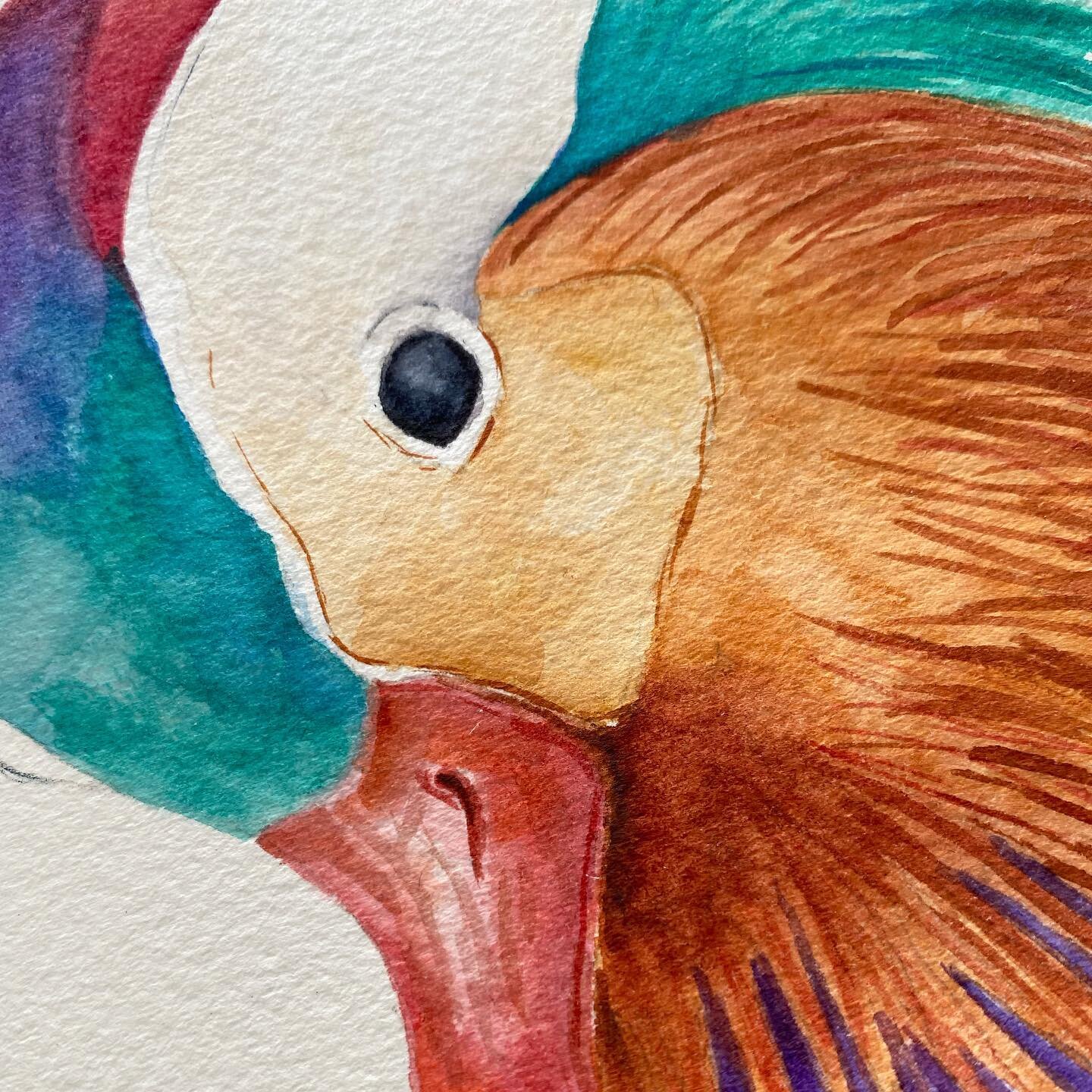 First time I&rsquo;ve felt confident enough to pick up my brushes in more than six months. Just a practice run, but I think I&rsquo;m doing OK. 

#practicemakesperfect #practicerun #workinprogress #watercolour #watercolours #mandarinduck #mandarinduc