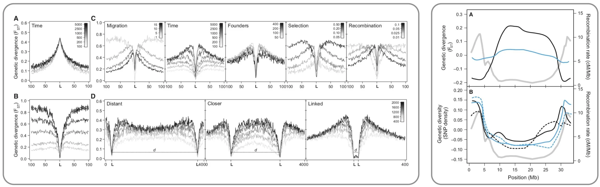Left: Parallel adaptation from shared genetic variation , such as from pre-existing or introgressed variation , produces a distinct genetic signature within a genome. We predict this signature using simulation models, and then confirm the prediction by genome-wide and targeted sequencing of natural stickleback populations ( Roesti et al. 2014 ). Right: Chromosome-wide variation in recombination rate shapes differentiation and diversity within the stickleback genome. Recombination rate is consistently elevated towards the tips of chromosomes – a pattern that appears to be unrelated to the position of the centromeres, but instead, is related to functional constraints during meiosis. As part of this study, we further find that recombination rate variation influences nucleotide composition within a genome ( Roesti et al. 2013 ).