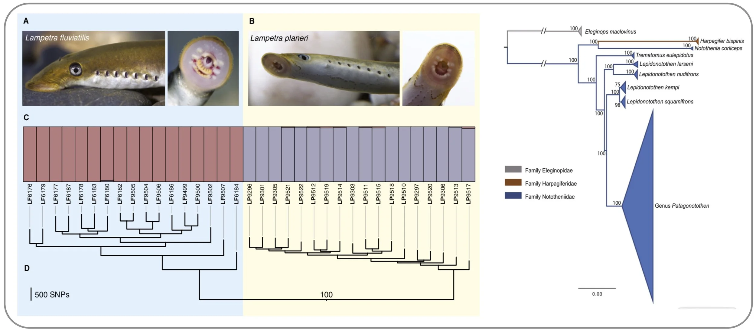 Left: Evidence for strong genome-wide differentiation between distinct lamprey ecotypes that were previously thought to be the product of phenotypic plasticity ( Mateus et al. 2013 ) . Right: Phylogenomics of the Patagonotothen icefish radiation reveals incomplete species boundaries in this adaptive radiation ( Ceballos 2019 ).