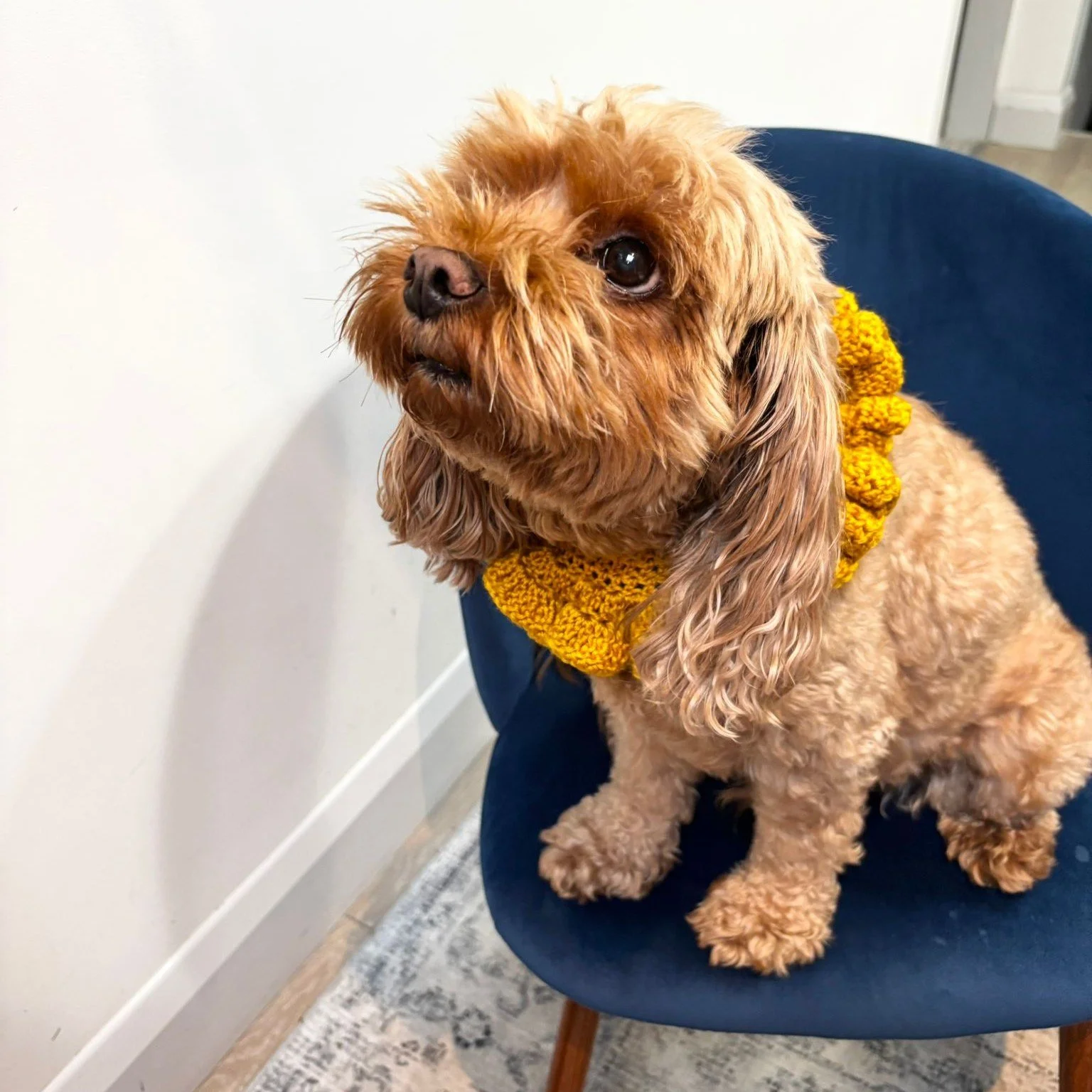 Dog &amp; Cat Ruffle Collars 💜💙💚

Support a great cause while treating your pet!

Minimum &pound;5 donation per collar via Givey: 
www.givey.com/bounceforchange

How to order:
1. Make your donation on Givey
2. WhatsApp your pet&rsquo;s neck/collar