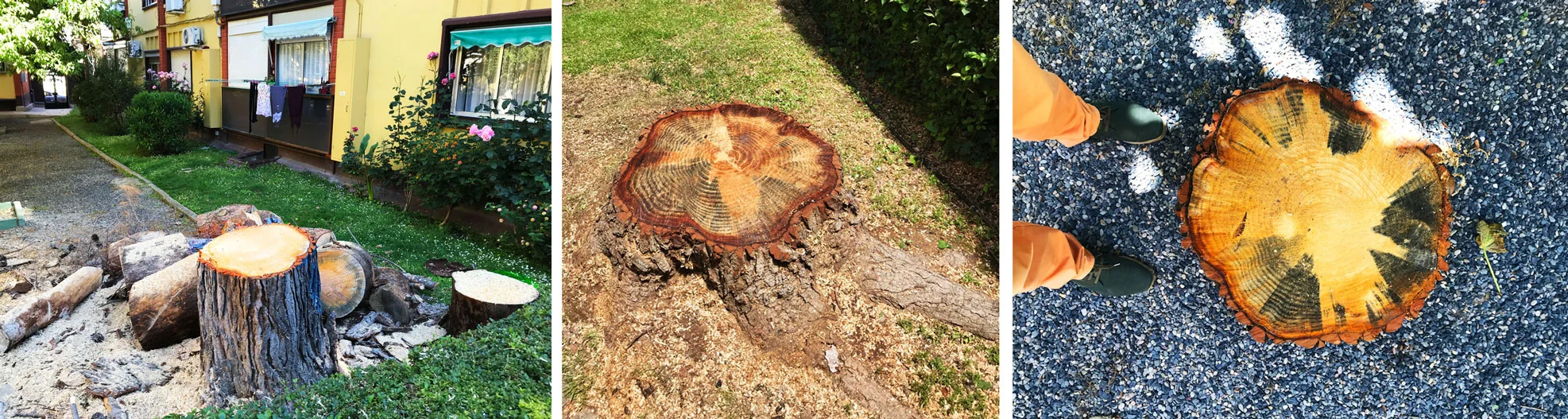 tronco-salduba.jpg