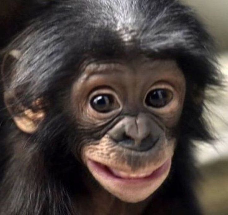 Happy to be born a bonobo.