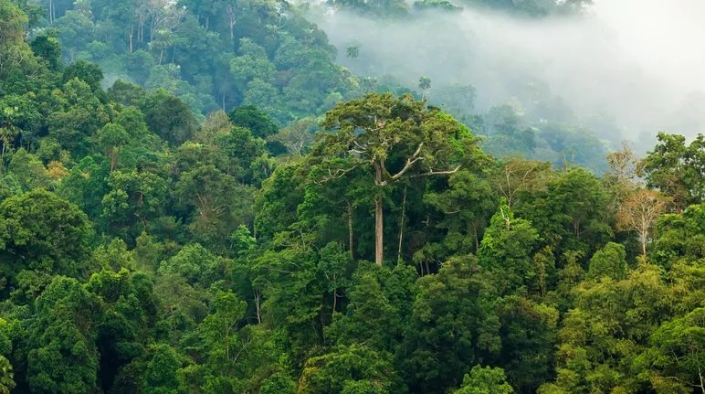 jungle-morning-fog.jpg