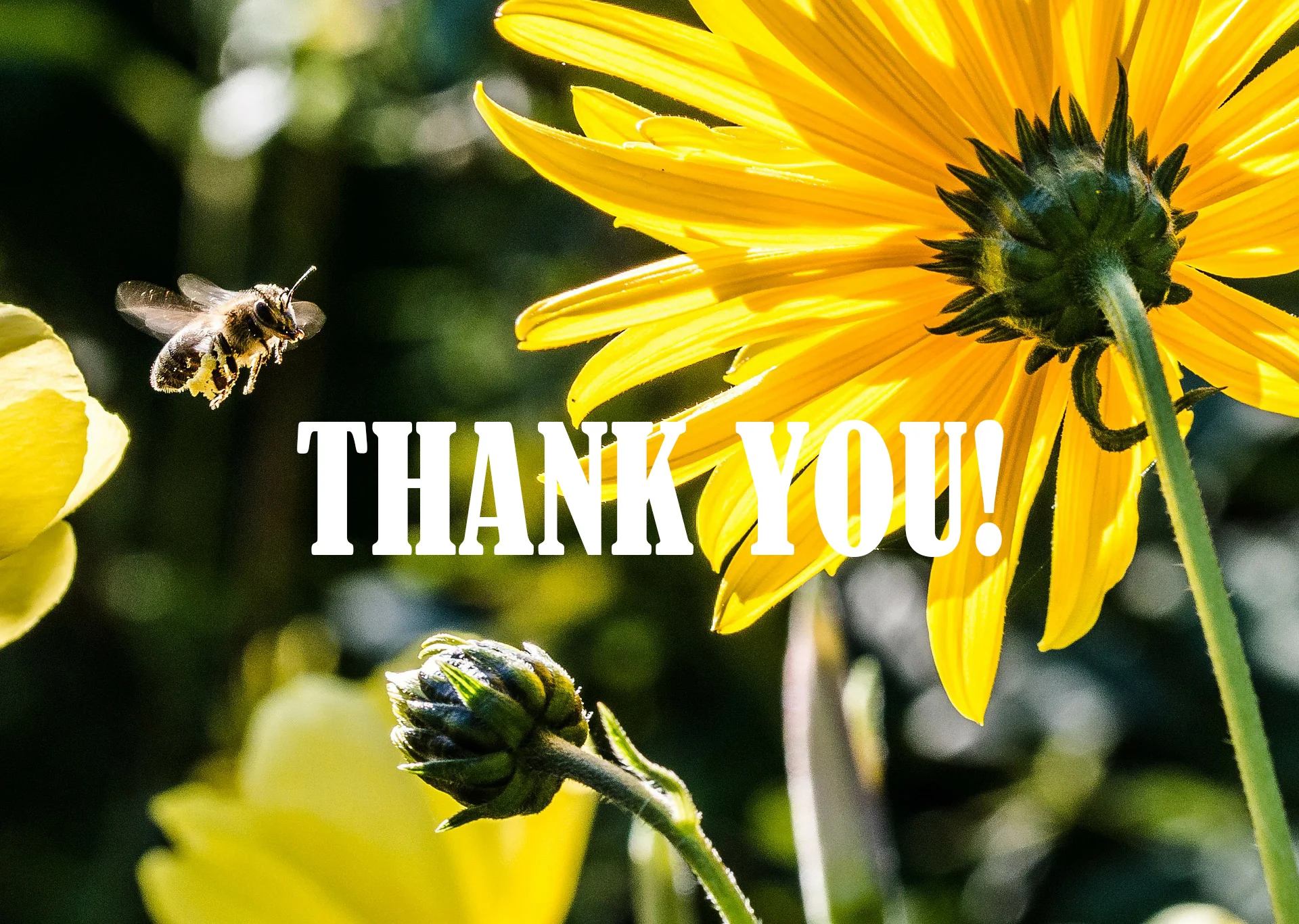C Pixabay bee-in-the-approach-209145_1920.jpg