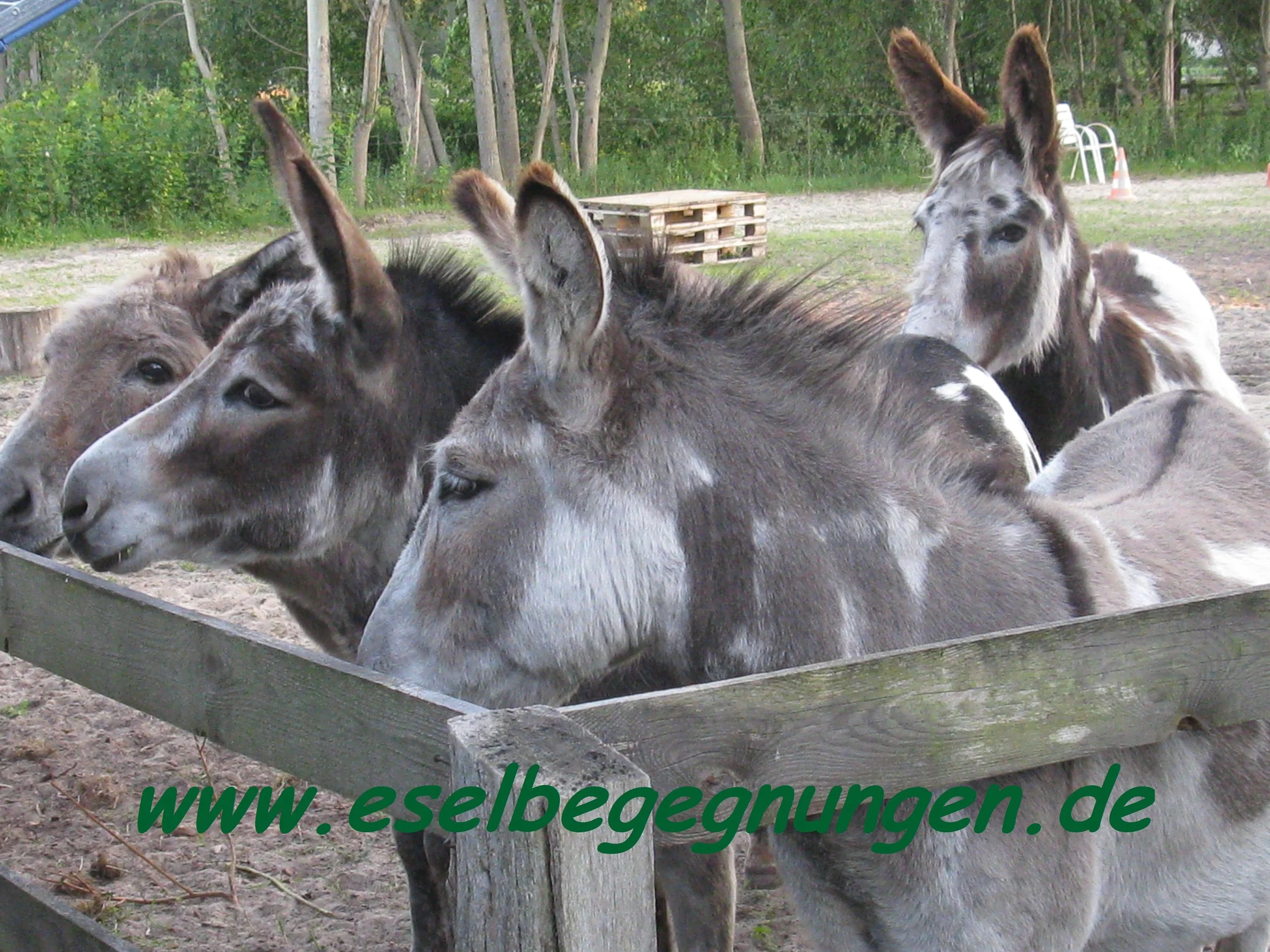 Eselbegegnungen