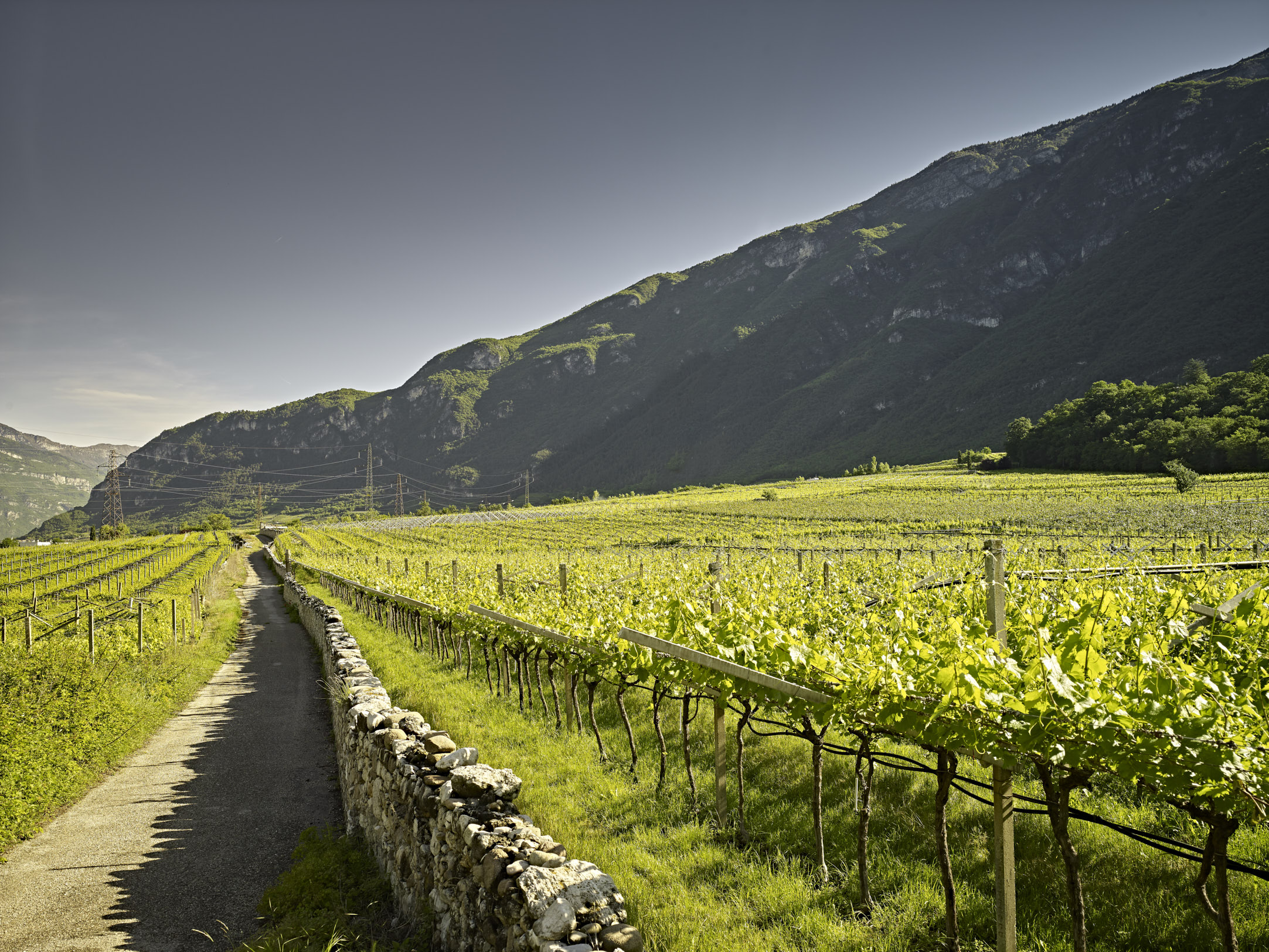 La Cadalora vigneto Cadalora.jpg