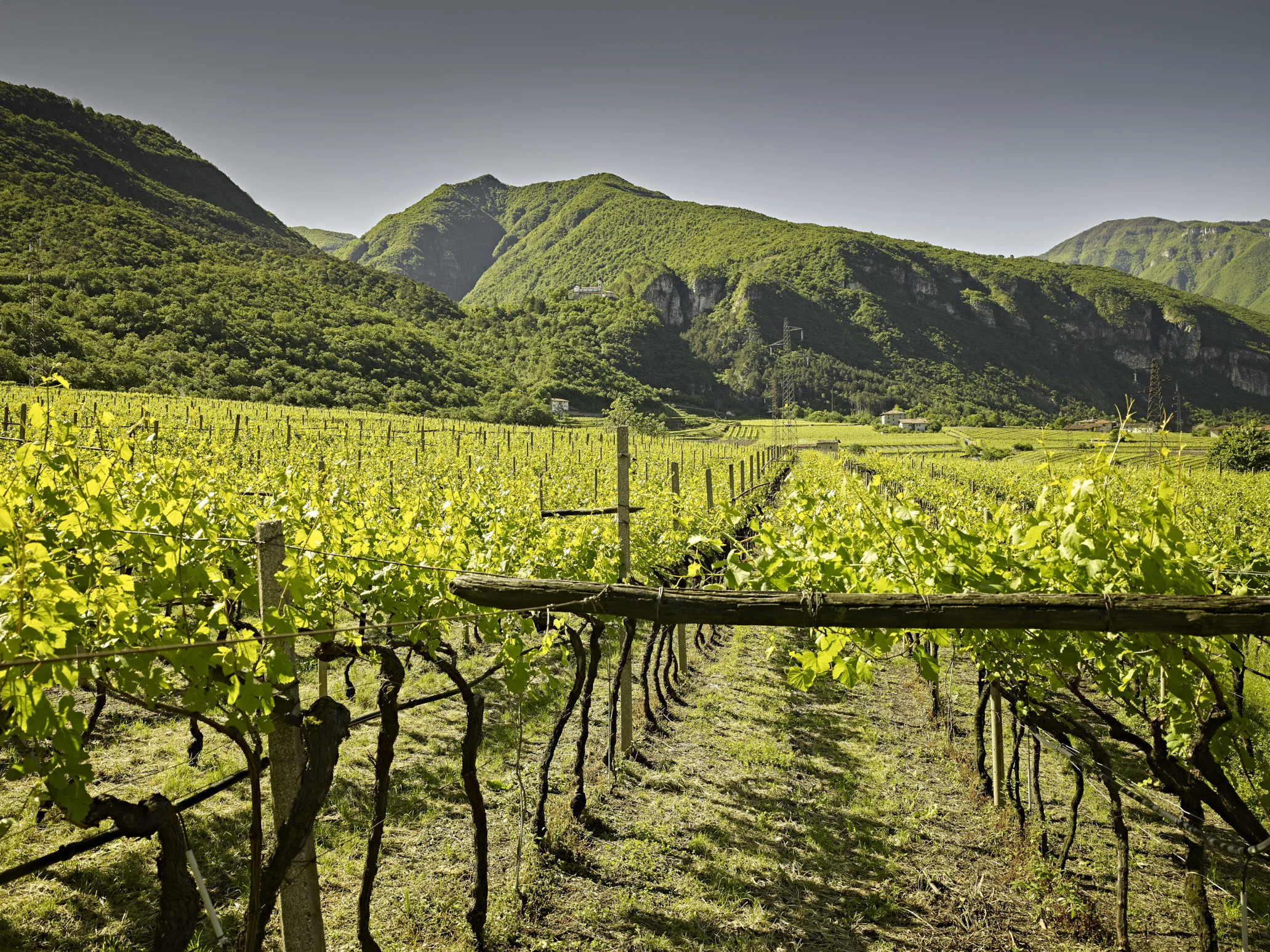 La Cadalora vigneto Sanvalentino.jpg