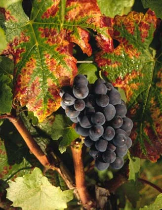 Pinot nero
