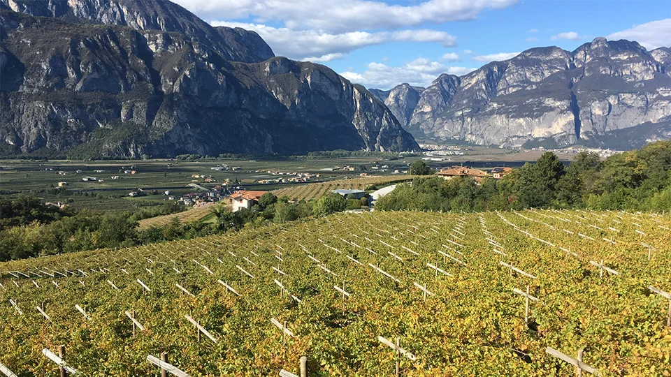 Vinous di Antonio Galloni dedica un articolo al Trentino