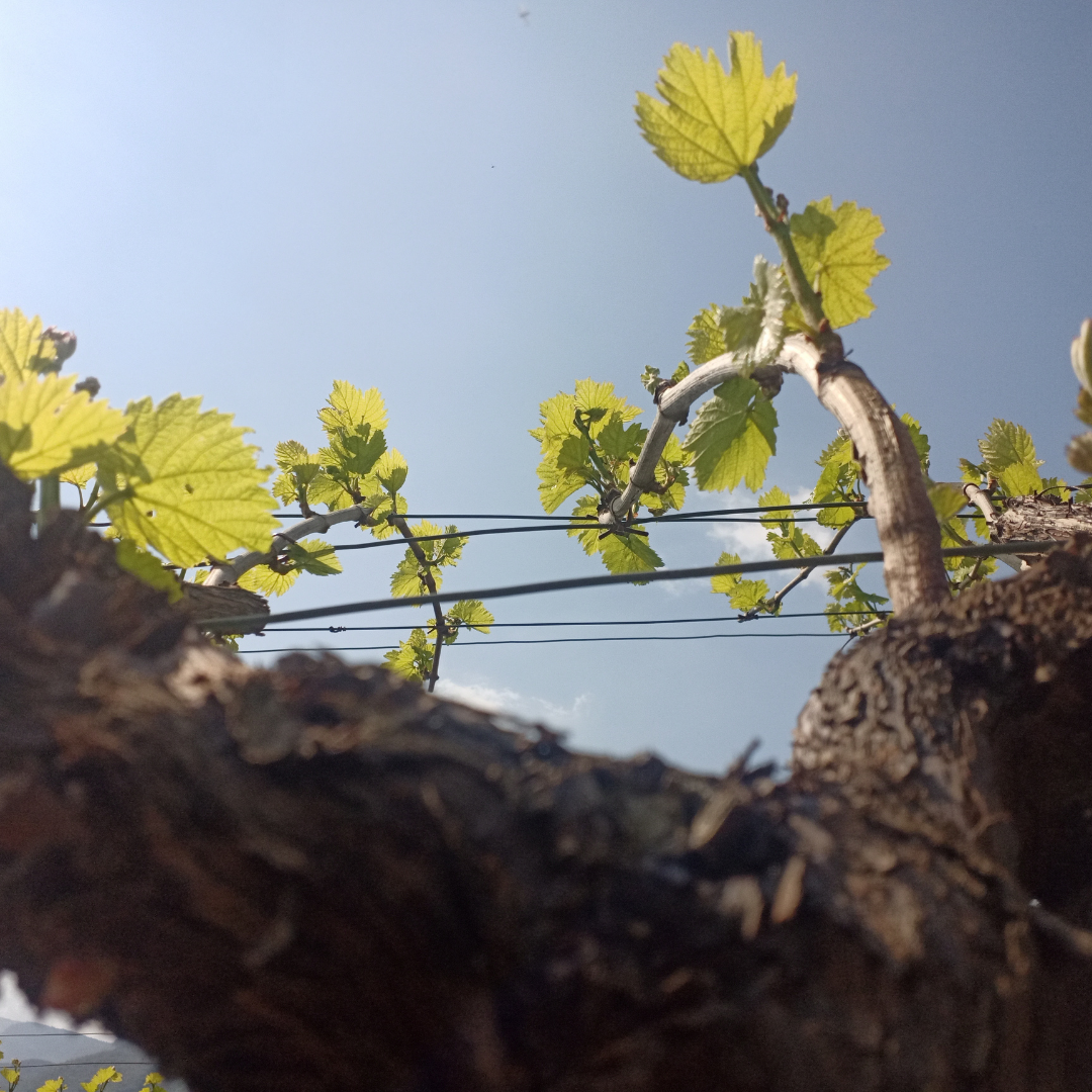 LA VALLAGARINA NEL BICCHIERE: interpretazioni di Pinot grigio