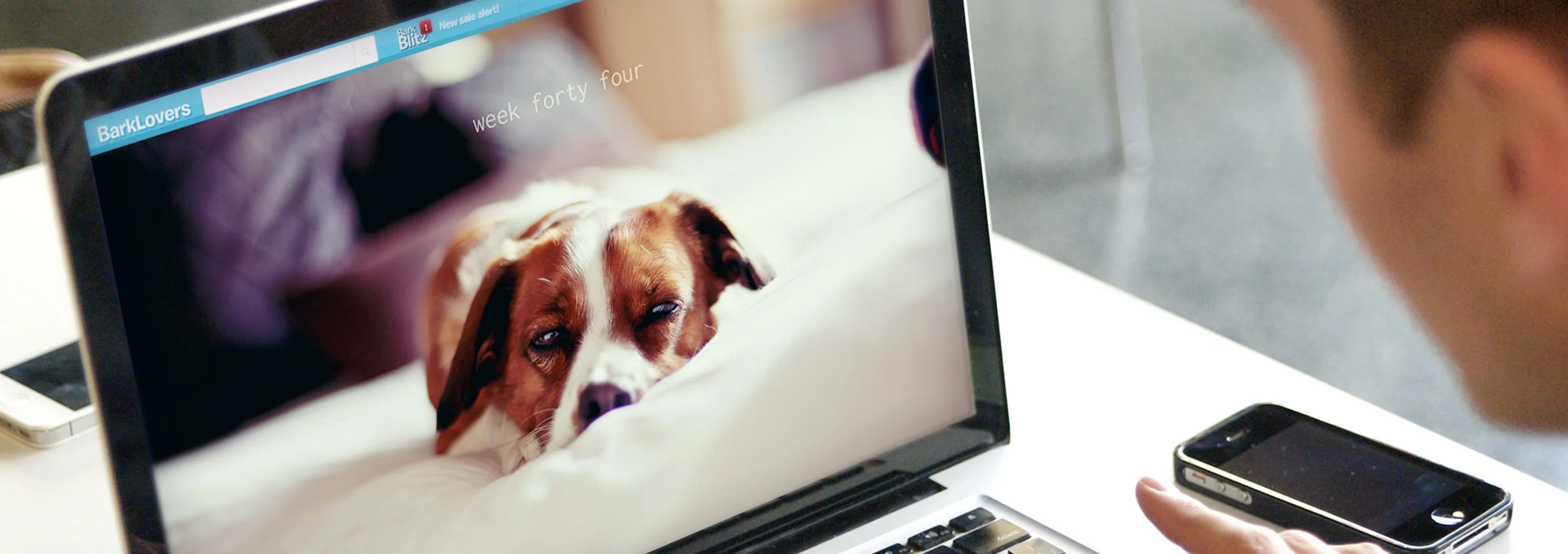 barkbox-strategy.jpg
