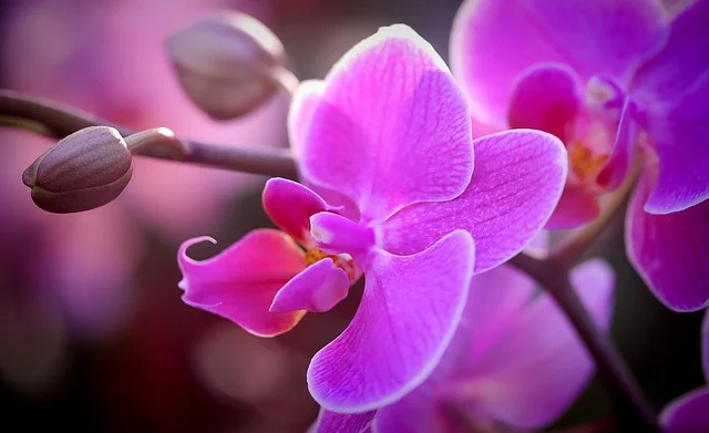 Orchid flowers.jpg