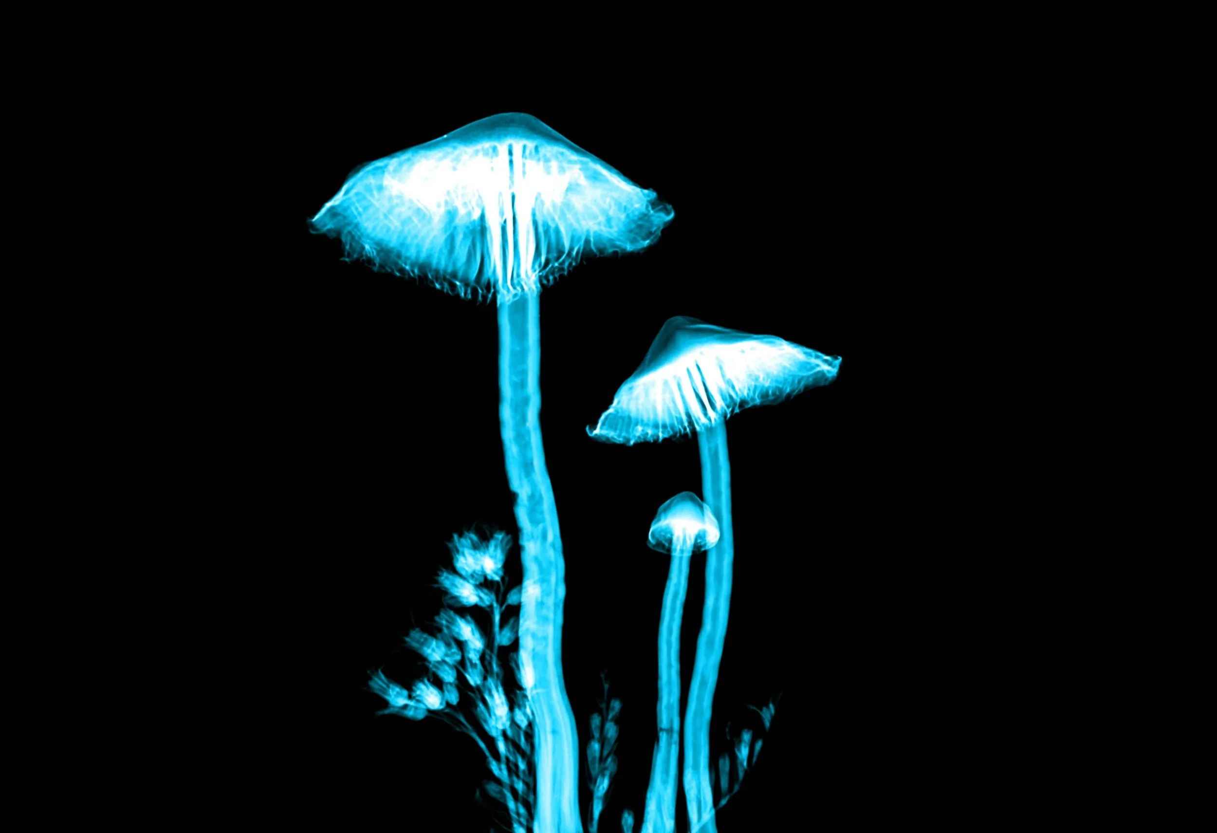 Should You Try Psychedelic-Assisted Psychotherapy?