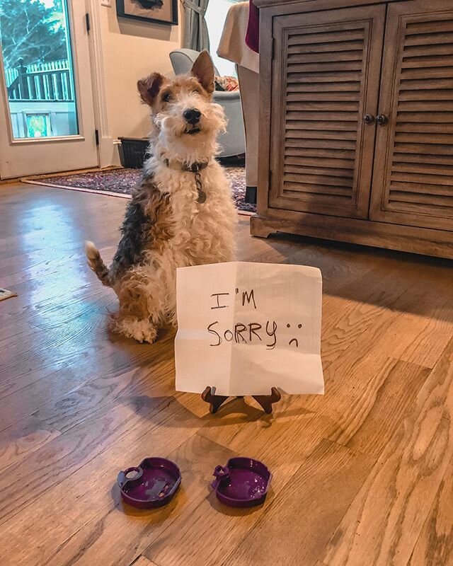 Be careful where you leave your retainer. Arlo ate our patient&rsquo;s retainer...but how can we even be mad at this sweet pup 🐶💙