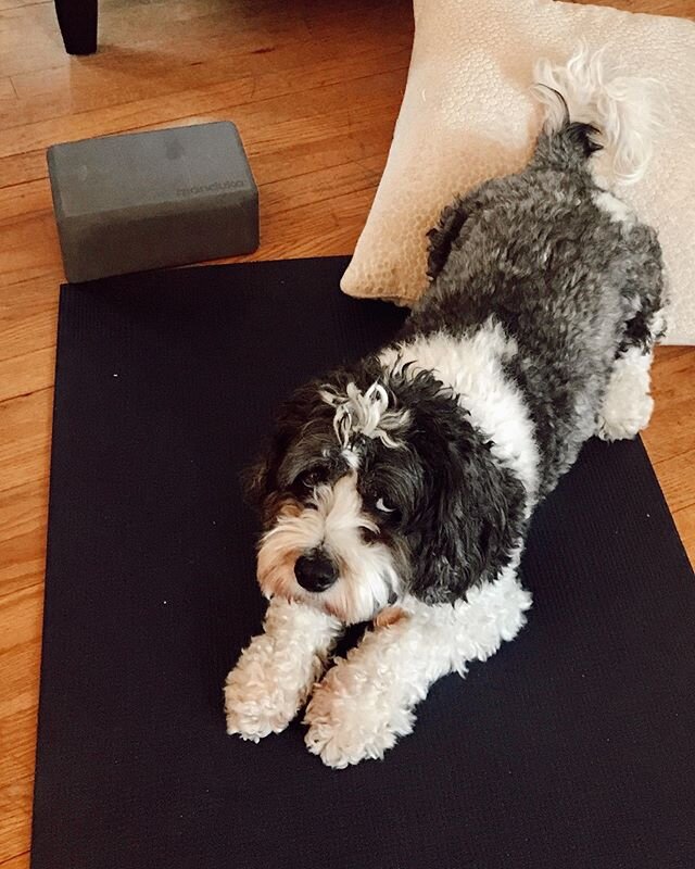 Quarantine may not be people-fun, but it sure is making our Gerlein Pups happy! 
Featuring: &bull; Eli the yoga instructor 🧘&zwj;♀️ &bull; Lucas the model 📸 &bull; Cocoa the cuddler 💕