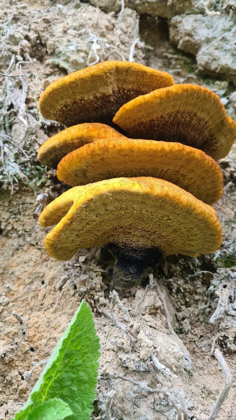 Mushroom found by Aidan