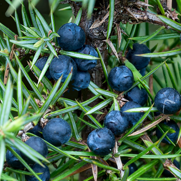 Screenshot 2026-05-29 at 14-06-18 juniper tincture - Ecosia - Images.png
