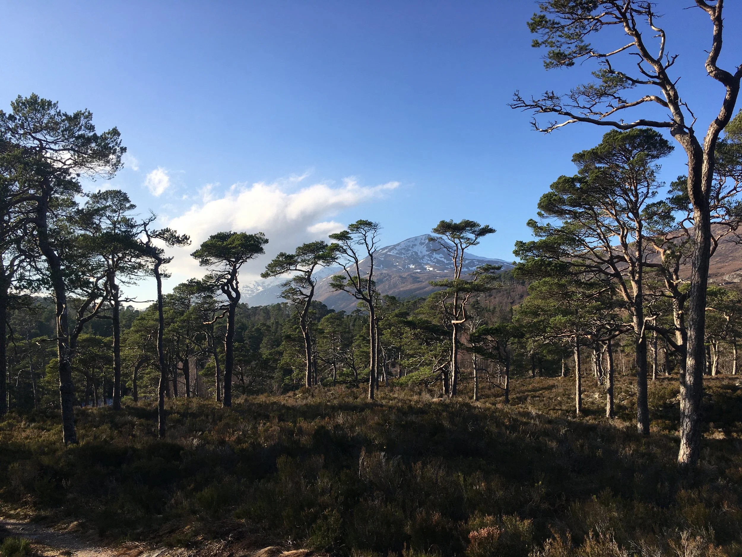 Scots Pine2.JPG