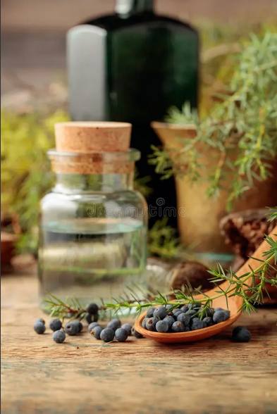 Screenshot 2026-05-29 at 14-05-56 juniper tincture - Ecosia - Images.png