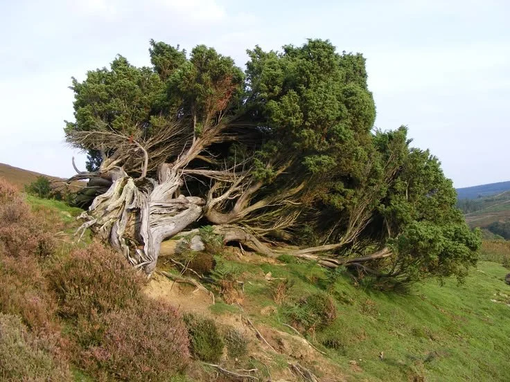 18b38c59f1982d24940c41406c528a71--juniper-tree-scotland.jpg