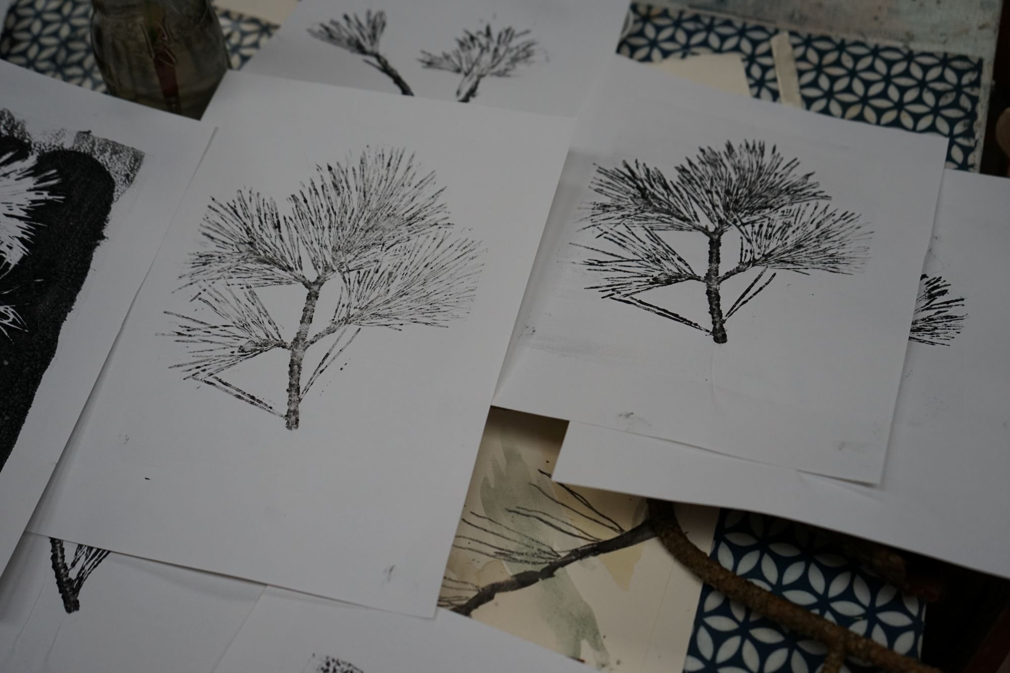 Trysting Trees: SCOTS PINE and JUNIPER, LOGIE STEADING (FORRES), 25th Oct