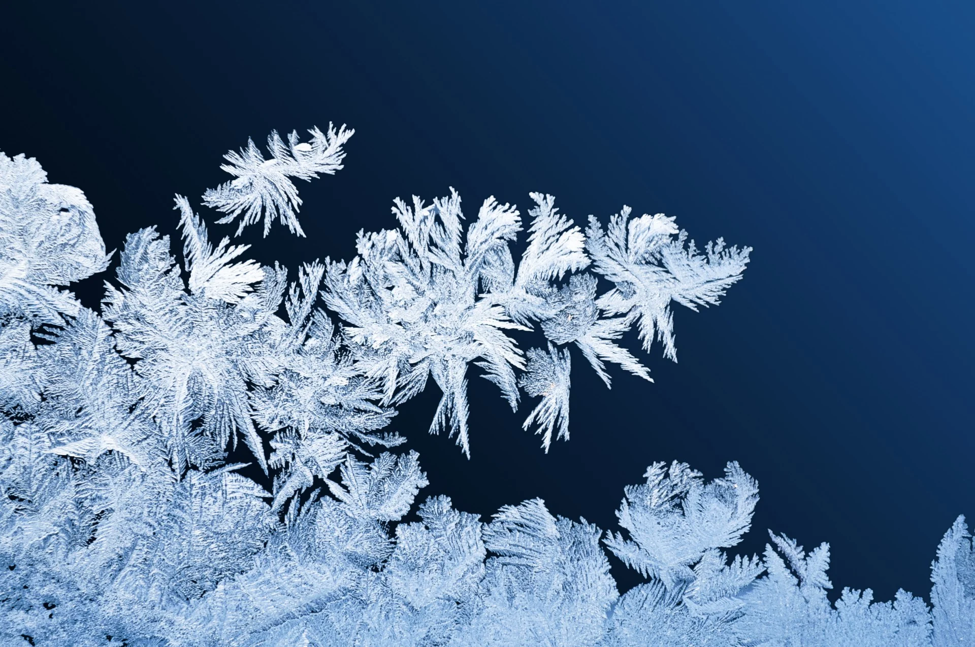 A Walk Through Winter