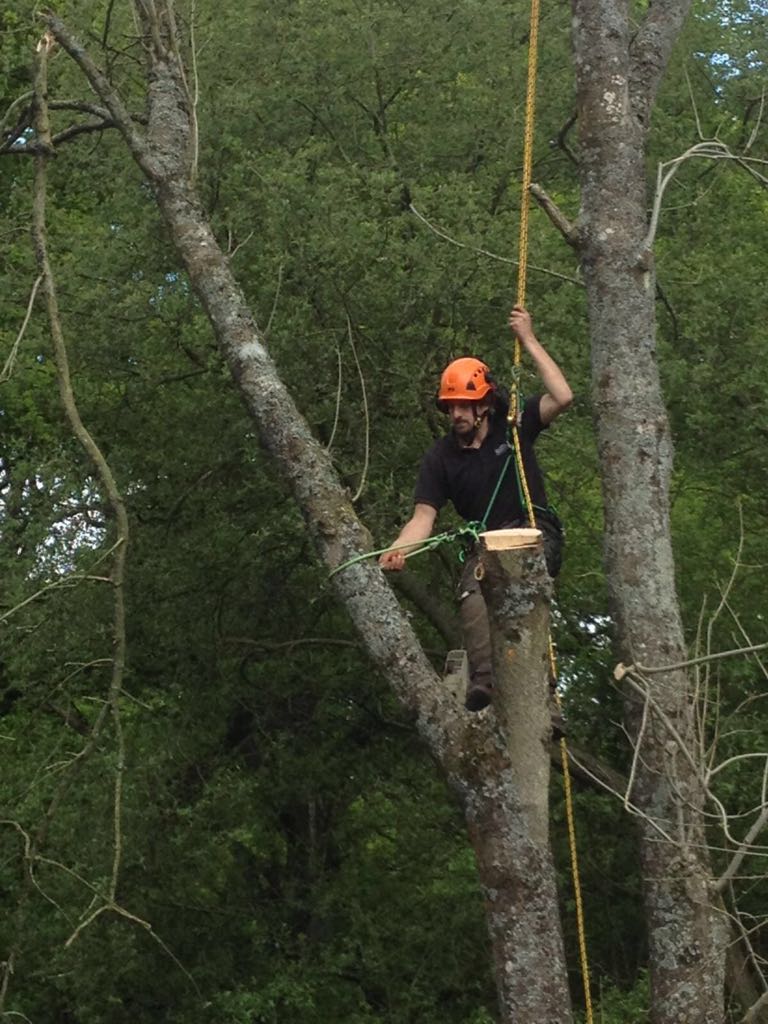 Oxford Tree Surgery 