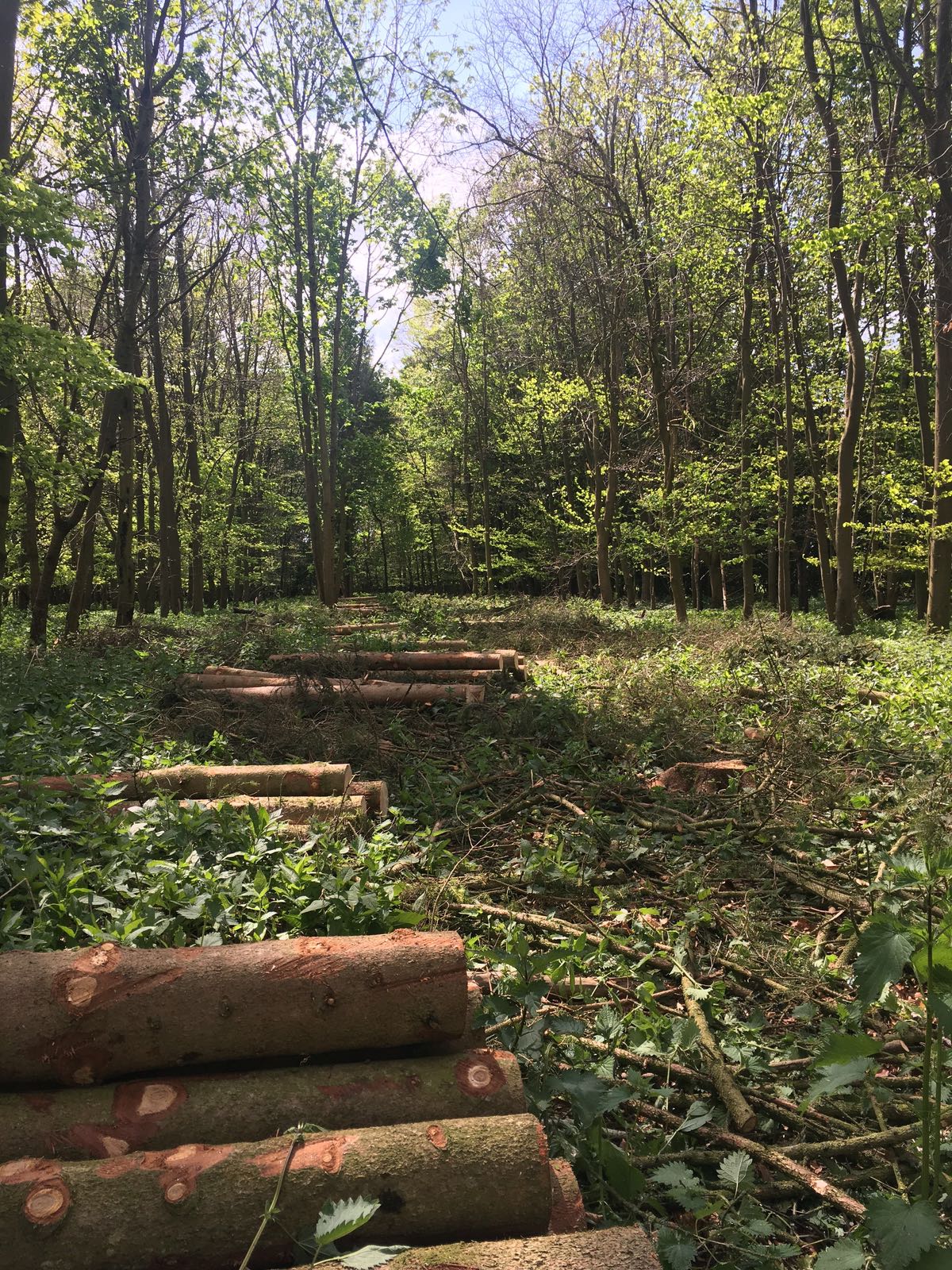 Timber Stack