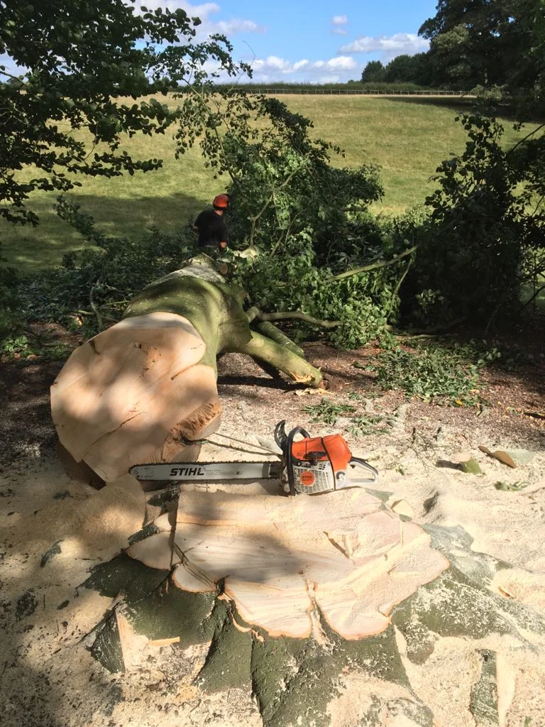 Emergency tree surgery and clearance by WonderWood Oxford